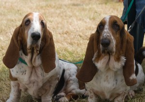 bassets